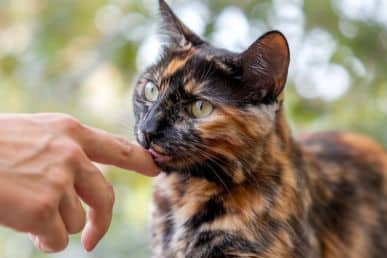 Why Does My Cat Lick Me Then Bite Me