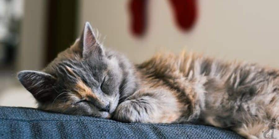 Understanding Cat Sleeping Habits