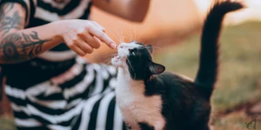 Why Does My Cat Bite My Nose When We’re Playing?
