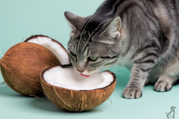 How Often Can a Cat Eat Coconut?