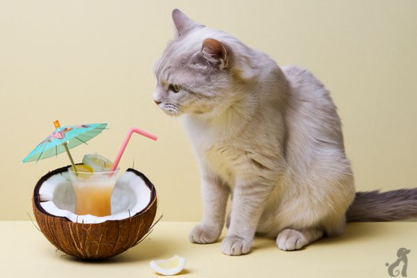 Can cats eat coconut?