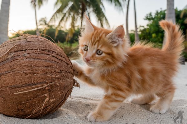 Can cats eat coconut?