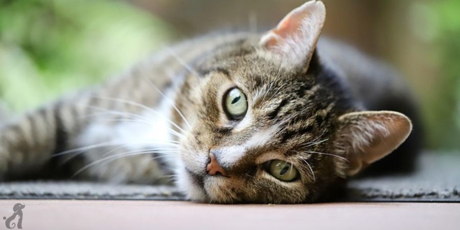 Symptoms of Fig Poisoning in Cats