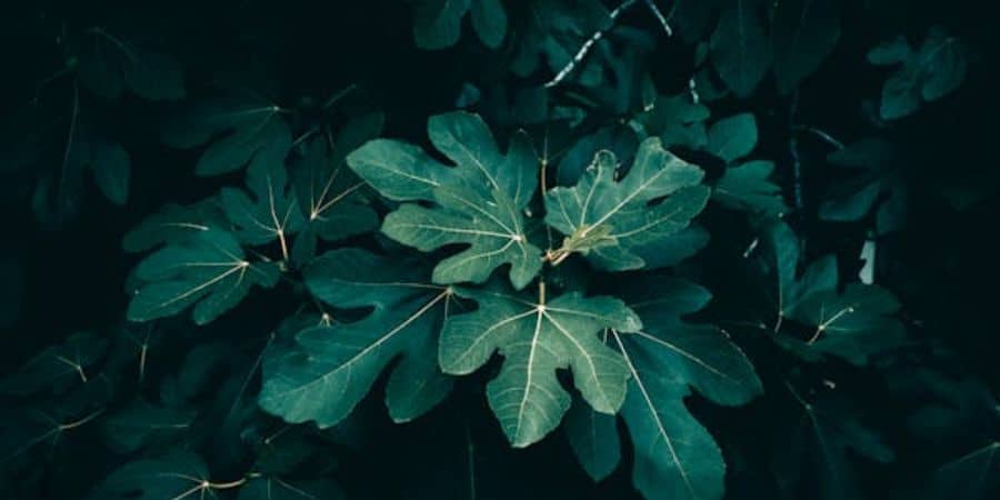 Are Fig Trees & Fig Leaves Toxic to Cats?