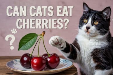 Can cats eat cherries? What Happens If Cats Eat Cherries?