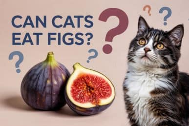 Can cats eat figs?