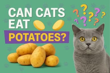 Can Cats Eat Potatoes