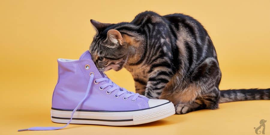 Cat sniffing a lavender sneaker, curious about the shoe’s scent.