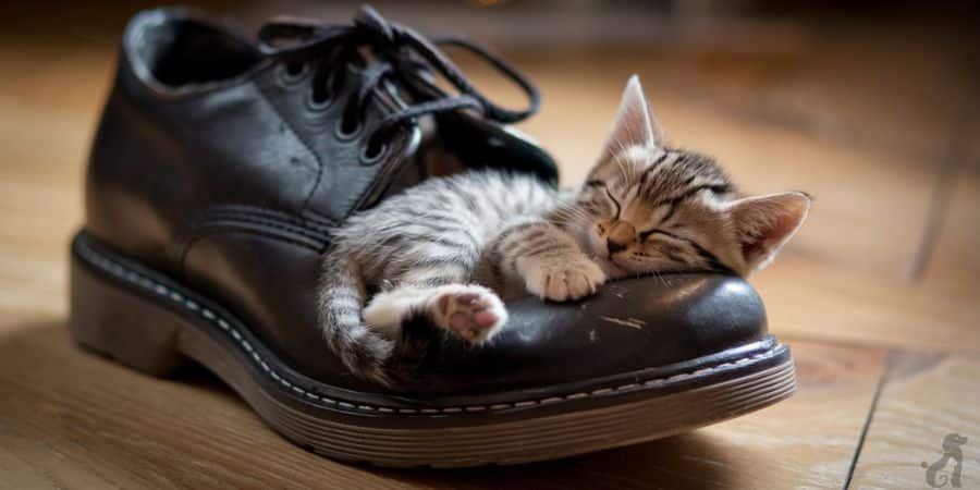 Sleeping kitten curled up in a leather shoe, seeking a cozy resting spot.