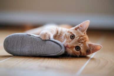 Why Do Cats Like Shoes?