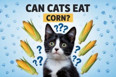 Can Cats Eat Corn