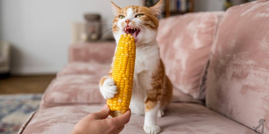 Cat biting corn on the cob – can corn harm cats?